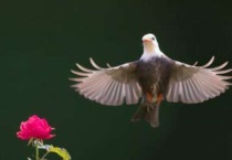 椋鸟是保护动物吗？