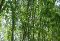 银白杨和毛白杨区别？