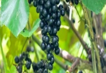 野葡萄传播种子靠什么 附野葡萄的产地