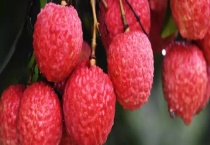 荔枝开花结果需要几年 荔枝树怎样养护