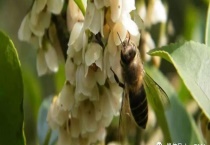 野桂花蜜 具体介绍