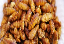 蜂蛹 附具体介绍