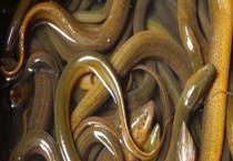 黄鳝饲料配制与使用 黄鳝养殖的“四定”原则