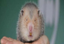 竹鼠窝室建造方法 主要有以下两方面