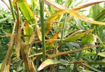 生姜叶子发黄怎么办？