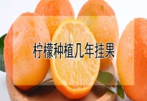 柠檬种植几年挂果