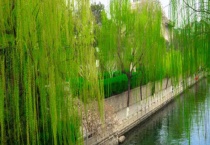 杨柳树和垂柳树的区别？