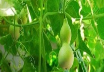 葫芦的主要产地在哪里 我国南北地区都有分布