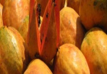 北方木瓜什么时间成熟 北方如何种植木瓜