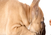 肉狗寄生虫病防治技术 附肉狗寄生虫的危害特点