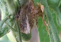 西瓜霜霉病防治方法 西瓜霜霉病的发病规律