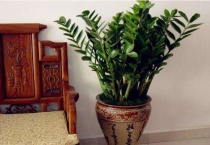 金钱树怕冷吗？