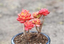 火焰蒂亚与蒂亚的区别？