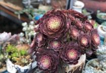 万圣节法师怎么养