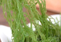 龙须菜与珊瑚草的区别？ 从分布范围、形态特征、价值上来区分