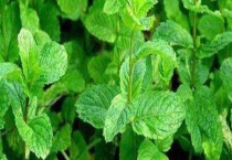 野薄荷和薄荷的区别？