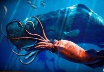 抹香鲸的天敌是谁