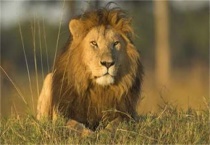 狮子会爬树吗？