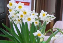 水仙花冬天会不会冻死