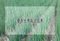 夏季大葱栽培技术