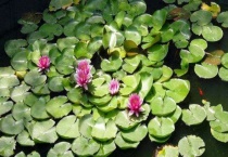 睡莲有莲藕吗？