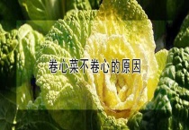 卷心菜不卷心的原因？