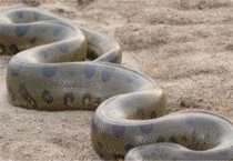 水蚺和蟒蛇的区别？