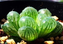 玉露变成褐色了怎么办？