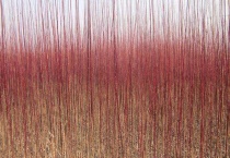 红皮柳传播种子靠什么 附红皮柳病虫害防治