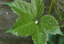 什么是五叶爬山虎