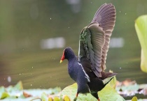 黑水鸡吃什么食物？附栖息环境和生活习性