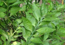 白雀珊瑚有毒吗？