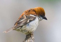 山麻雀吃什么？