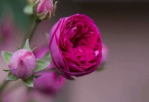 蔷薇新生芽尖枯萎是怎么回事