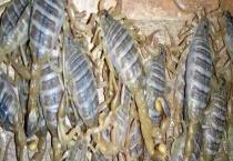 蝎子养殖基地的建设方法 在背风向阳处建场