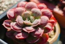 多肉为什么会长白色的虫子