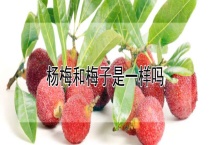 杨梅和梅子是一样吗？