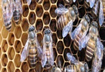 中蜂一年自然分蜂几次 中蜂自然分蜂会分几群