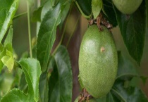 百香果花期是多久？