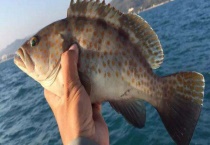 用什么饵料钓海鱼 钓海鱼有哪些注意事项