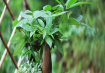 发财树多少钱一棵？发财树的养殖多久？