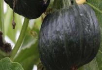 板栗南瓜种植多久？