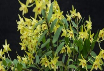 石斛有什么种类划分吗 石斛的主要产地在哪