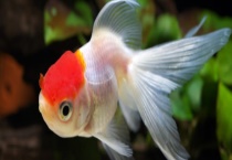 金鱼的寿命有多长？附选择多久？