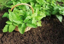 薄荷没根插土里能活吗？