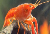 龙虾的挑选方法 有哪些技巧