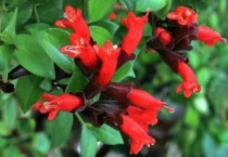 口红吊兰一年开几次花