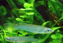 白云金丝要裸缸养吗？