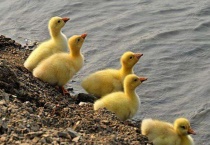 刚买回来的小鹅怎么养