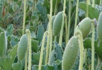 喷瓜靠什么传播 附喷瓜的形态特征